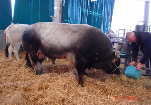 Anaborapi Piemontese Sığır Yetiştiriciği